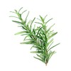 Rosemary Seeds for Planting, 100+ Heirloom Seeds Per Packet, (Isla's