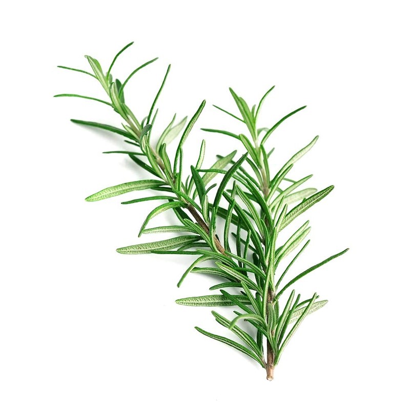 Rosemary Seeds for Planting, 100+ Heirloom Seeds Per Packet, (Isla's