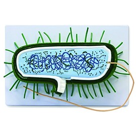 Vision Scientific VAA504 Bacterial Model | 10000X Enlarged | Prokaryotic Bacteria Cell | Shows Cell Wall, Cytoplasmic Membrane, Cytoplasm, Nucleoid, Ribosomes, PILI and Flagella | Manual Included