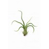 bulbosa Exotic – Natural Air Plant, Easy Care, pack 5