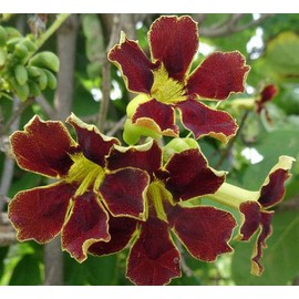 Great Ornamental Flowering Plant, Bell Bean Plant- Markhamia Zanzibaria, Great Accent Plant for Home & Garden, Starter Plant Grows in Any Type of Soil
