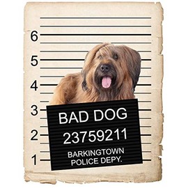 Briard Dog Mugshot Bad Dog Car Bumper Magnet, Magnetic for Refrigerator, Decorative Fridge, Office, Whiteboard, Kitchen, Locker Waterproof Decor, Family & Friends, 4x7 in