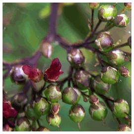 Everwilde Farms - 2000 Late Figwort Native Wildflower Seeds - Gold Vault Jumbo Seed Packet