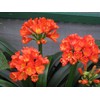 Peter's 10-30-20. 2 Pounds. Blossom Booster Water Soluble Fertilizer with