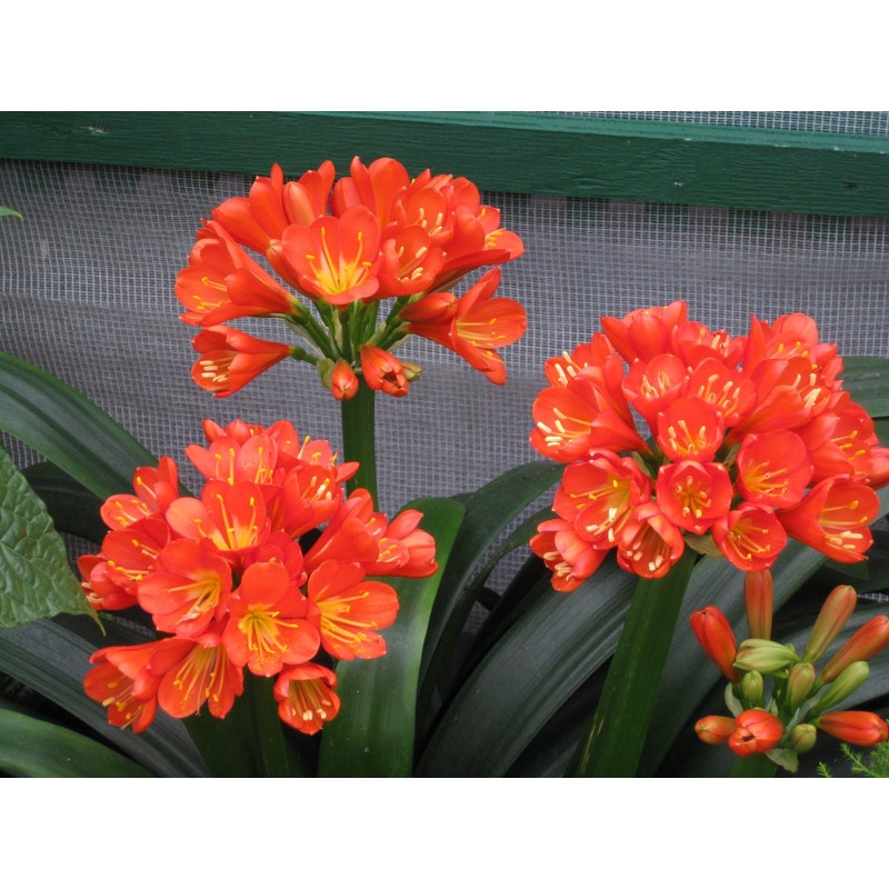 Peter's 10-30-20. 2 Pounds. Blossom Booster Water Soluble Fertilizer with