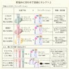 Chifuré Moisture Powder Foundation N 23 Pink Ochre Type