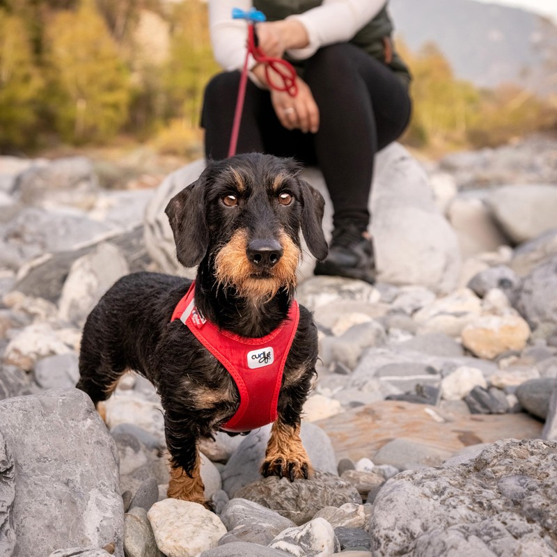 Vest Harness curli Clasp Softshell Red L
