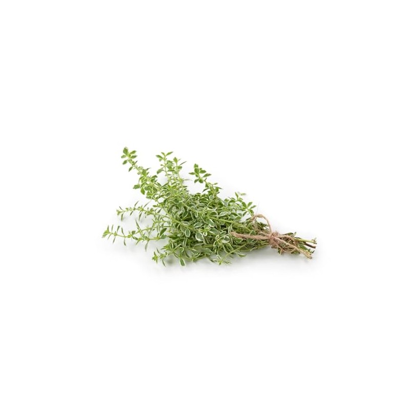 Orange Thyme Orangelo Thymus frangrantissismus Herb Premium Seeds for Planting