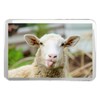 Funny Sheep Classic Fridge Magnet - Cheeky Lamb Farm Animal