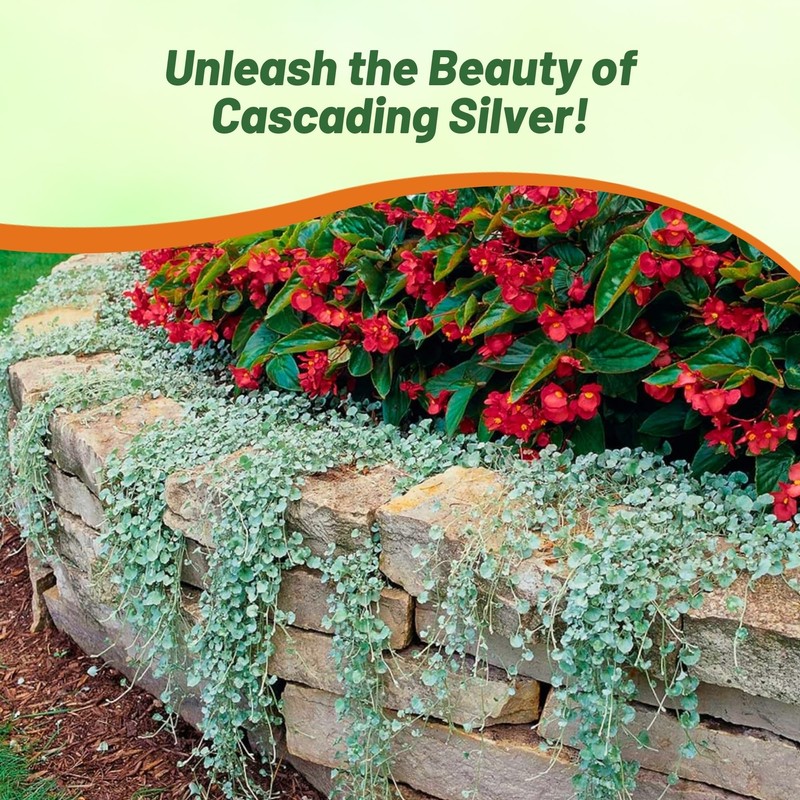 Outsidepride Perennial Dichondra Silver Falls Seed - 15 Pcs Heat