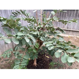 Homemade 60 Pcs FRESH ORGANIC GUAVA LEAVES CALIFORNIA GROWN GREEN Tea