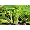 TomorrowSeeds - Summer 38 Celtuce (Stem Lettuce) Seeds - 1500+