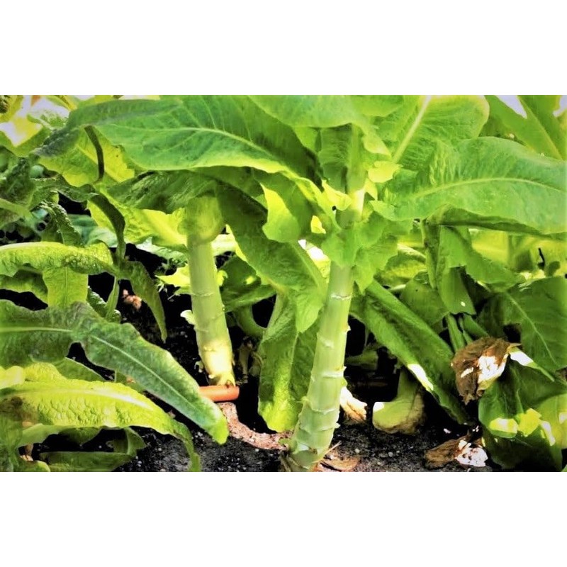 TomorrowSeeds - Summer 38 Celtuce (Stem Lettuce) Seeds - 1500+