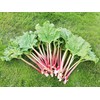 CEMEHA SEEDS Rhubarb Herb Vegetable Outdoor Indoor Garden Heirloom Non-GMO