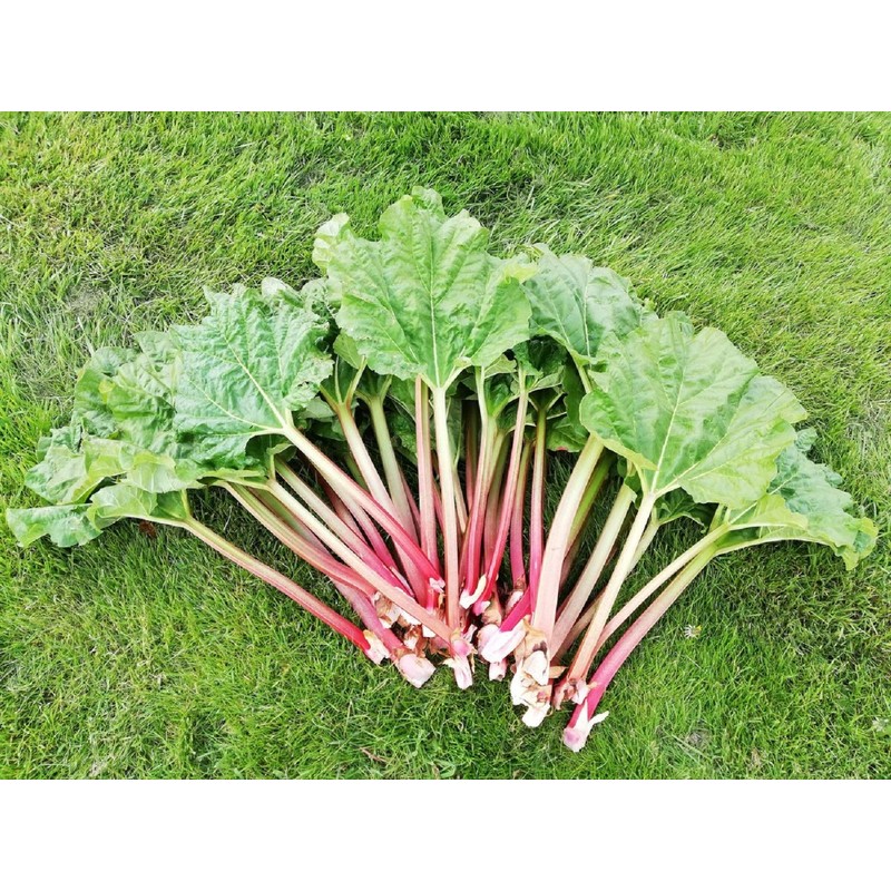 CEMEHA SEEDS Rhubarb Herb Vegetable Outdoor Indoor Garden Heirloom Non-GMO