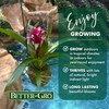 Better-Gro Bromeliad Hanging Kokedama – Indoor/Outdoor Decorative Planter, Low Maintenance