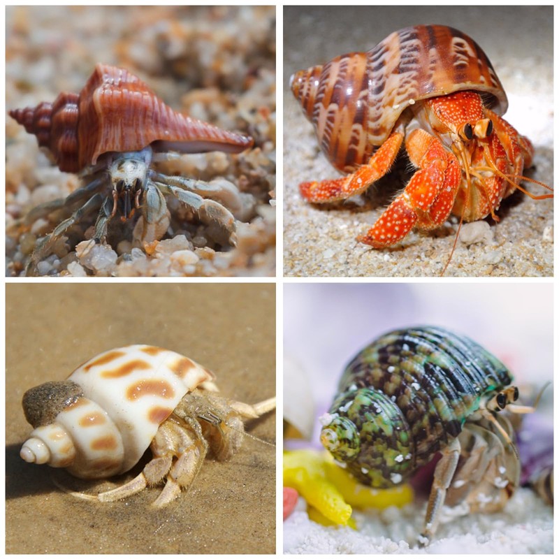 15PCS Hermit Crab Shells | Natural Sea Conch Size 1.6"-3.2"