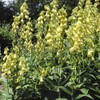 Outsidepride Foxglove Yellow - 1000 Seeds