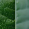 Innisfree 그린티 세라마이드 밀크 에센스 160mL 리필 Green Tea Ceramide