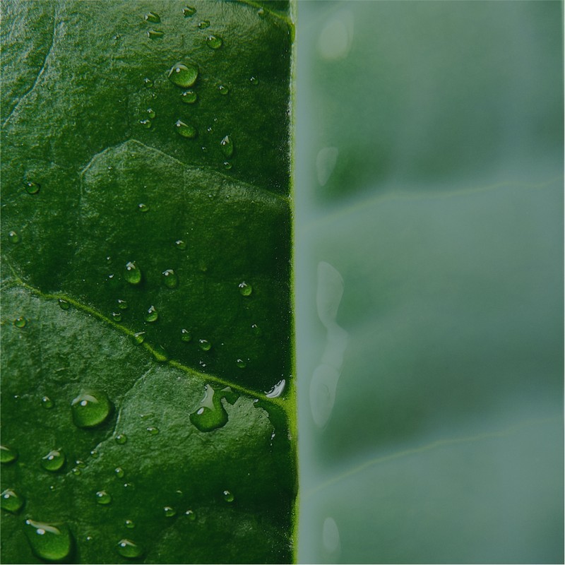 Innisfree 그린티 세라마이드 밀크 에센스 160mL 리필 Green Tea Ceramide