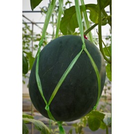 Earthcare Seeds Sugar Baby Watermelon 100 Seeds Citrullus lanatus