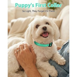 Joytale Small Dog Collar, Durable Double-Sided Reflective Nylon Collar for Night Safety, Adjustable Quick-Release for Active Breeds, Teal, S (3/4" Width)