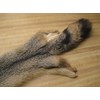 Tanned Grey Fox Hide # 2 Quality Fur
