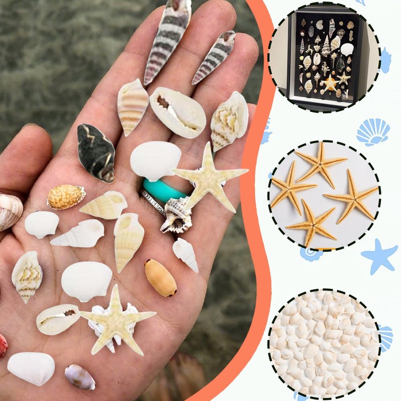 220+ Mixed Sea Shells Starfish for Crafts, DIY Decorations, Beach