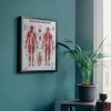 The Muscular System Anatomical Chart Laminated , Nursery