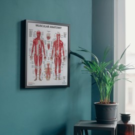 The Muscular System Anatomical Chart Laminated , Nursery