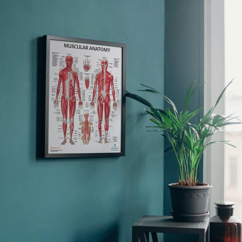 The Muscular System Anatomical Chart Laminated , Nursery