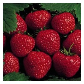 25 Allstar Strawberry Plants