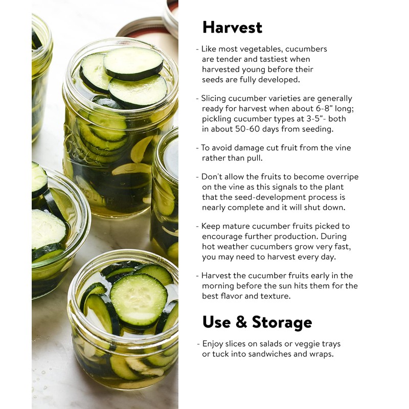Burpee 'Straight Eight' Slicing Cucumber Seeds, 200 Non-GMO seeds, Heirloom