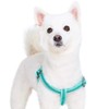 Blueberry Pet Essentials Reflective Back to Basics Matching Dog Harness
