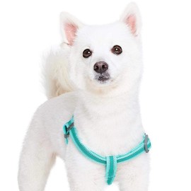 Blueberry Pet Essentials Reflective Back to Basics Matching Dog Harness and Leash Set, Minty Green, Adjustable Harness with 5 ft Leash for Small Dogs