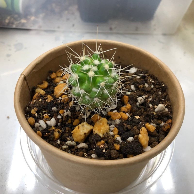 cactus cultivation kit