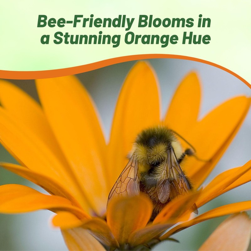 Outsidepride Orange African Daisy Seeds - 2000 Pcs. Annual Flower