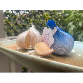 Elephant Garlic 2 Huge Bulbs! Great for Fall Planting! Non GMO Milder Tasting Garlic