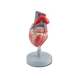 Gima - 2-piece, highly detailed, disassembled, three-dimensional anatomical model of the human heart, 1x magnification