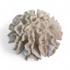 Artificial Coral Round 20 x 9 cm White Sea Decoration