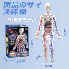 Human Body Model Toy, Full Body Transparent, Human Blood Vessel Model, 12.6 inches (32 cm), Includes Removable Parts, Human Anatomy Model, Skeleton and Vessel Learning Kit, 3D Anatomy Model