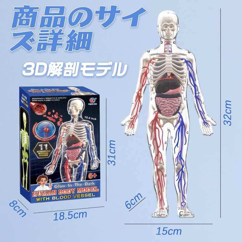 Human Body Model Toy, Full Body Transparent, Human Blood Vessel