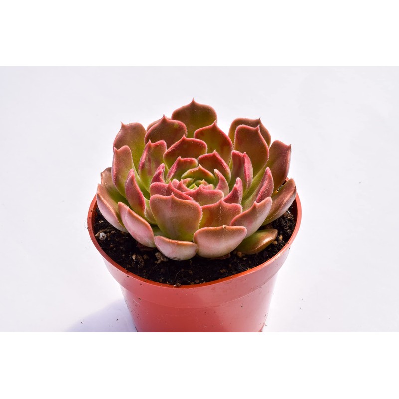 Live Echeveria Succulent Plant – Fully Rooted 4-Inch Echeveria Succulent