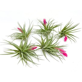 Air Plants - Flowering Tillandsia Stricta Large 5" - 5ct - Live Arrival Guaranteed - House Plants for Home Decor & Gift