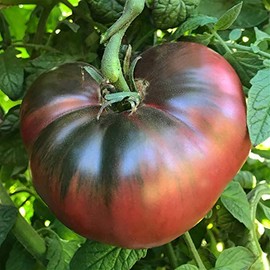 [Mai's Family] Cherokee Purple Heirloom Tomato Seeds Non-GMO (125+ Seeds)