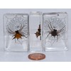 44mm Real Spiny Spider on Web in Crystal Clear Lucite