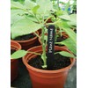 Garland W0873 20cm (8") Plant Labels (20) (Black)