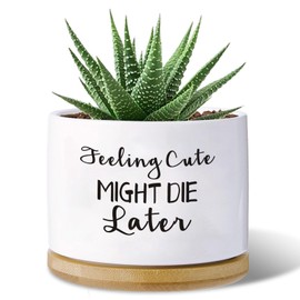 Haooxinwei Funny planters for Indoor Plants Garden Succulent Pots, with Drainage Holes and Saucer(No Plants) (Feeling Cute Might Die Later)