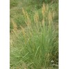 1000 Indiangrass Indian Grass Seeds Native Prairie Wildflower Clumping Ornamental