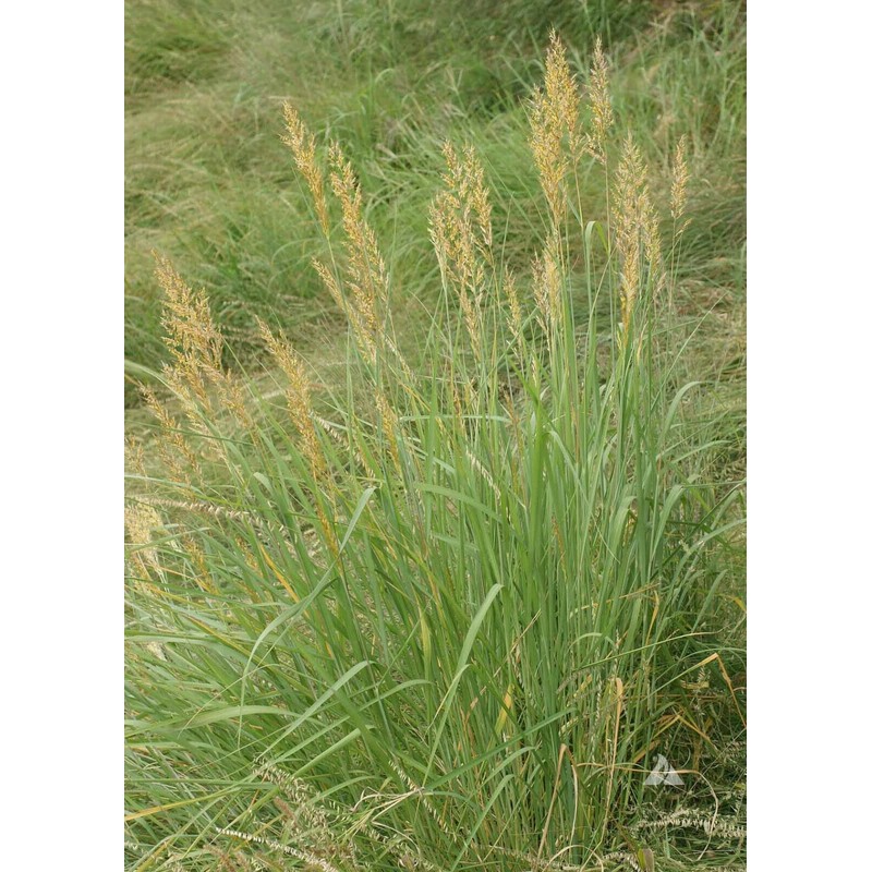 1000 Indiangrass Indian Grass Seeds Native Prairie Wildflower Clumping Ornamental